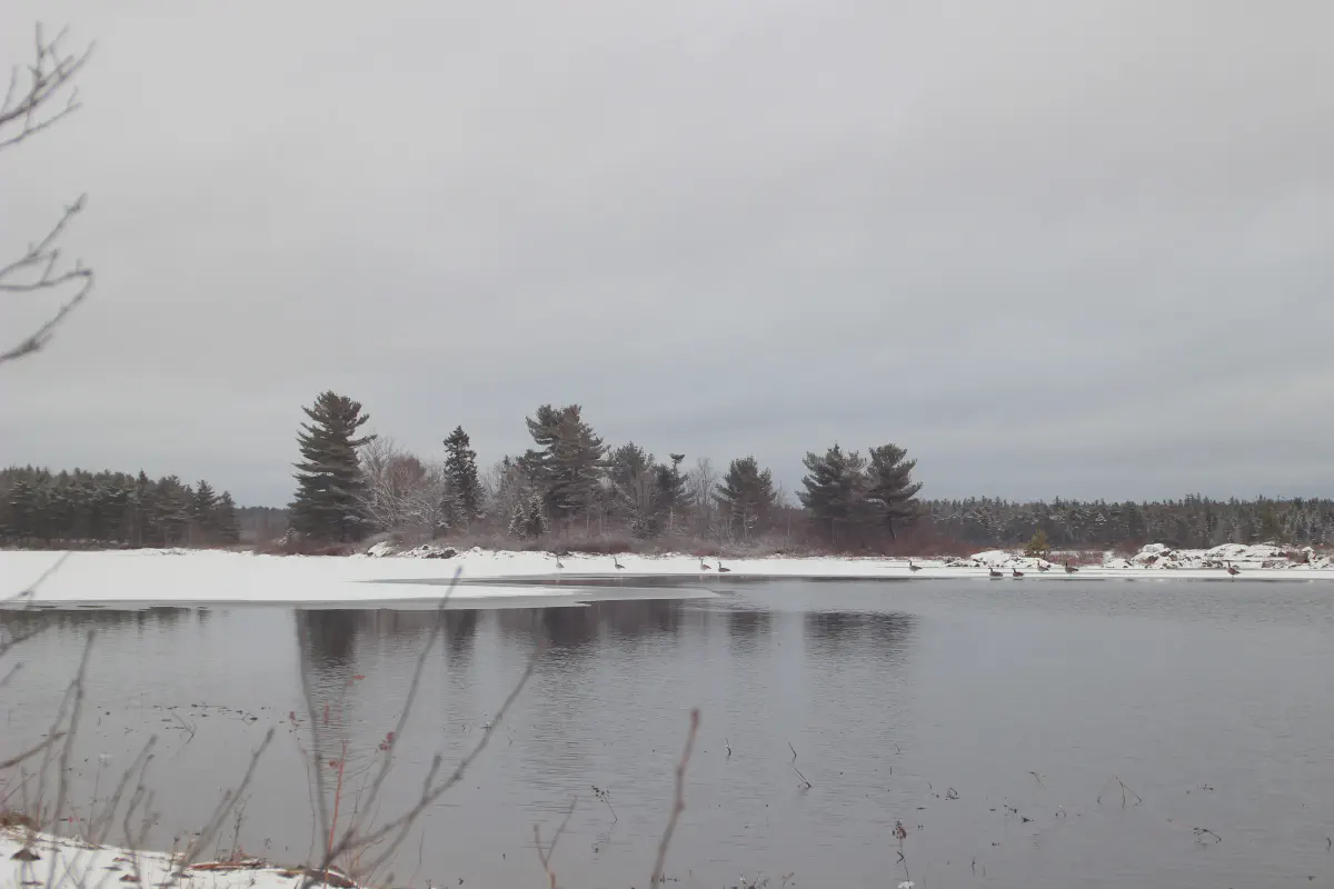 A quiet frozen lake ringed by trees under a winter sky in Fall River